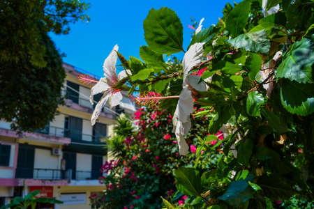 Flowering trees in greece. Corfu islandの写真素材
