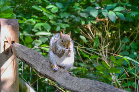 A nimble gray squirrel. Inhabitant of parks and forests in Englandの写真素材