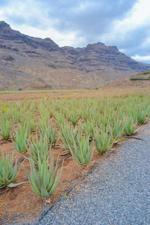 Planting aloe on the farm. Grown for the manufacture of cosmetics for face and body careの写真素材