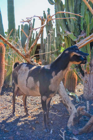 Goats graze on the farm and walk among a variety of cactusの写真素材