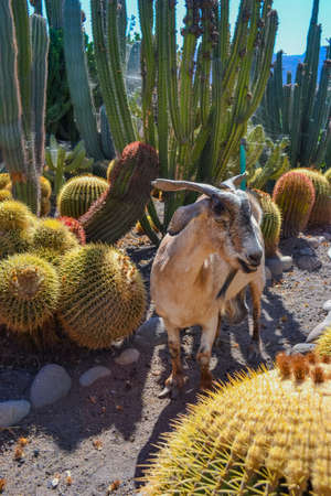 Goats graze on the farm and walk among a variety of cactusの写真素材