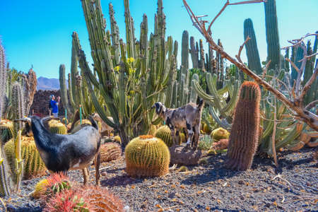 Goats graze on the farm and walk among a variety of cactusの写真素材
