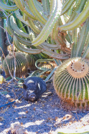 Big cactus and black pig hiding in the shadeの写真素材