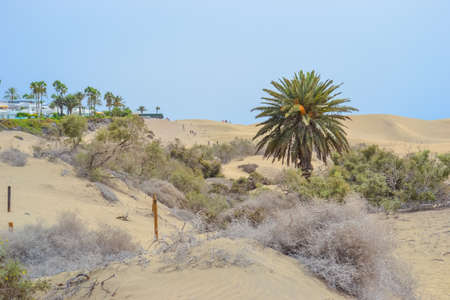 The Maspalomas Dunes are sand dunes located on the south coast of the island of Gran Canariaの写真素材