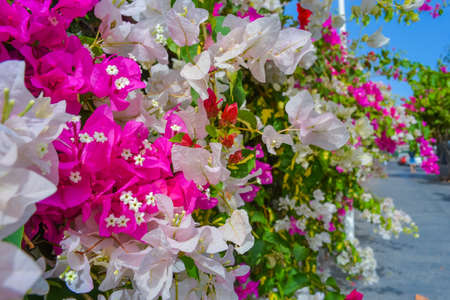 Beautiful flowering pink and white bougainvillea plantの写真素材