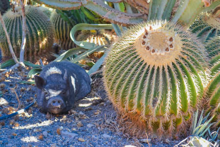Big cactus and black pig hiding in the shadeの写真素材