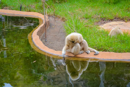 Gee's golden langur also known as simply the golden langurの写真素材