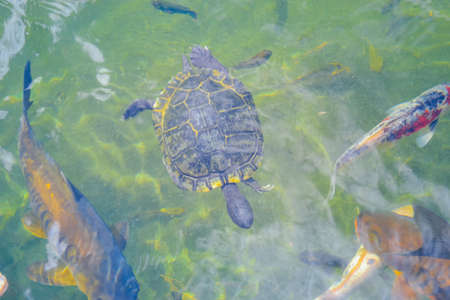 Common freshwater turtle in natural habitatの写真素材