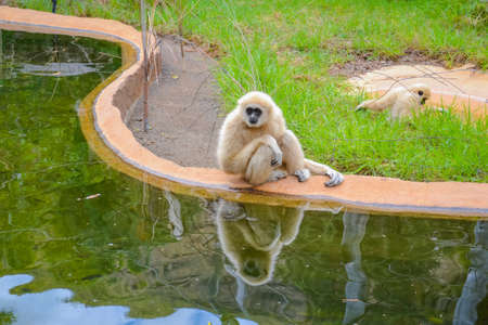 Gee's golden langur also known as simply the golden langurの写真素材