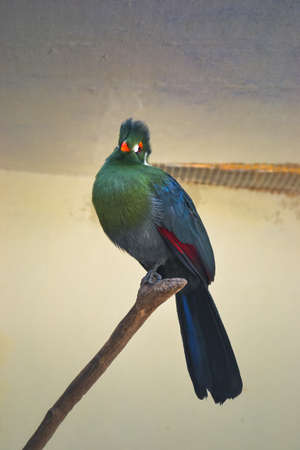 Turaco, green bird. The turacos make up the bird family Musophagidae (literally "banana-eaters"), which includes plantain-eaters and go-away-birds.の写真素材