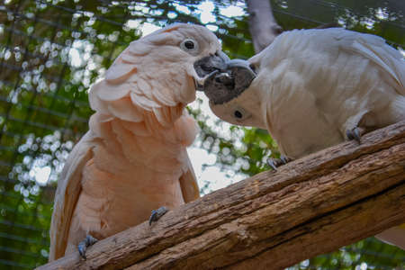 Cockatoo - large and medium-sized parrot with a strongly curved beakの写真素材