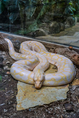 Yellow and white striped Albino Darwin python snakeの写真素材