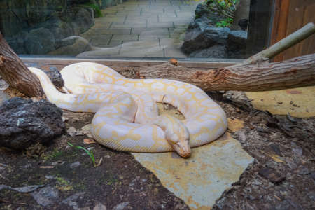 Yellow and white striped Albino Darwin python snakeの写真素材