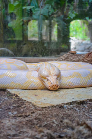 Yellow and white striped Albino Darwin python snakeの写真素材