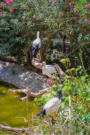 The white stork is a large bird in the stork familyの写真素材