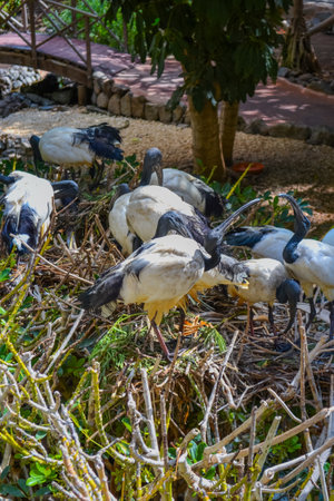 Ibis. Bird with a bald head and white feather in the zoo