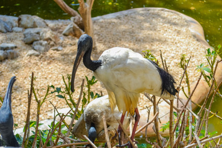 Ibis. Bird with a bald head and white feather in the zooの写真素材