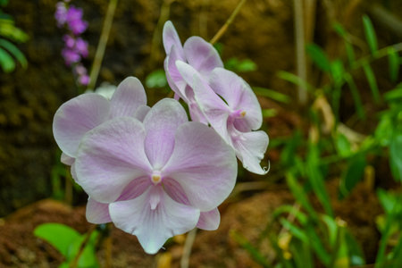 The Orchidaceae are a diverse and widespread family of flowering plants, with blooms that are often colourful and fragrant, commonly known as the orchid family.の写真素材