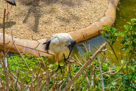 Ibis. Bird with a bald head and white feather in the zooの写真素材
