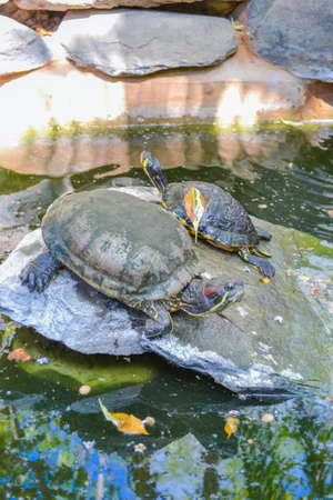 Common freshwater turtle in natural habitatの写真素材