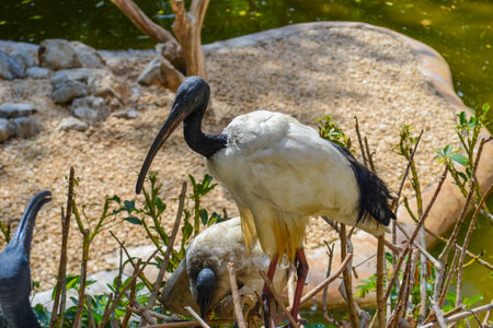 Ibis. Bird with a bald head and white feather in the zooの写真素材