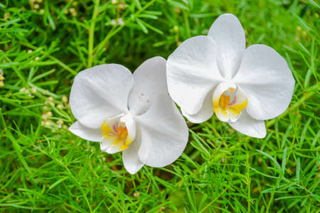 The Orchidaceae are a diverse and widespread family of flowering plants, with blooms that are often colourful and fragrant, commonly known as the orchid family.の写真素材