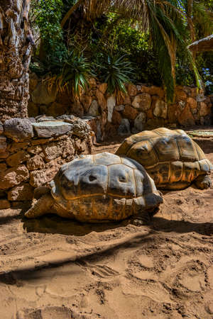The largest tortoises in the worldの写真素材
