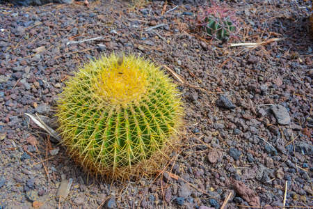 Giant bright and green canary islands cactusの写真素材