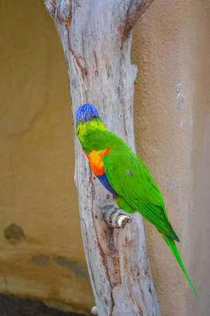 Lori - small parrot, their plumage is very bright and colorful. They are friendly and perfectly tame birdsの写真素材