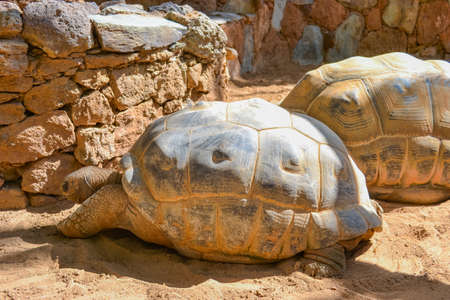 The largest tortoises in the worldの写真素材