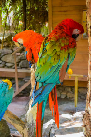 Macaws. Ara. Parrots with very bright colors of green, red, blue and yellow tones.の写真素材