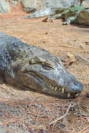 Large green crocodile near the pond. Photo taken at the zooの写真素材