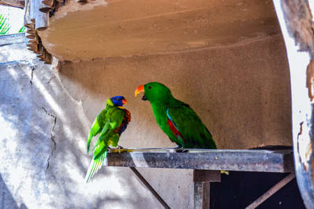 Two parrots argue over foodの写真素材