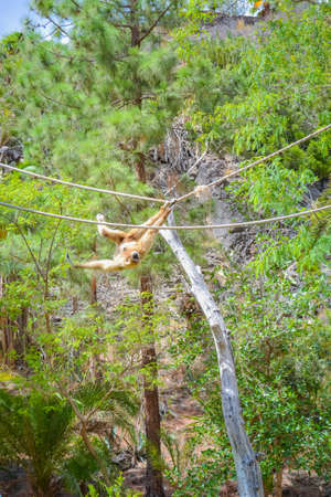 Gee's golden langur also known as simply the golden langurの写真素材