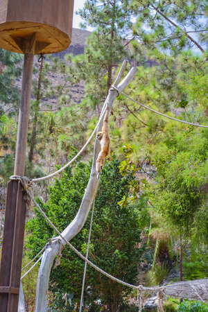 Gee's golden langur also known as simply the golden langur