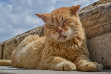 The cat that basks in the sunの写真素材