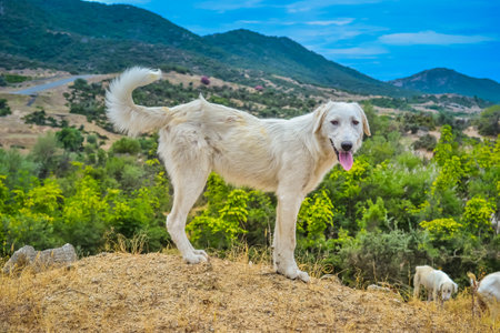 Greece, June 2018. A dog that looks for cattle on the fieldの写真素材