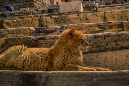 The cat that basks in the sunの写真素材