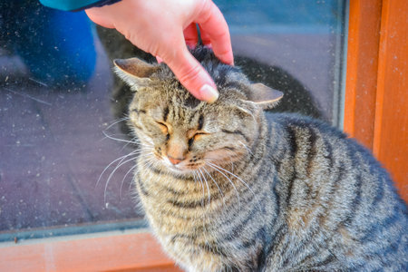 Close up of a female hand stroking a tabby cat.の写真素材