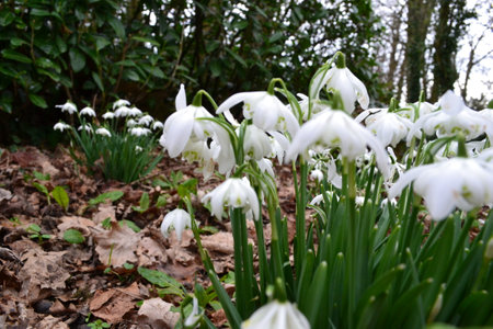 Snowdrop flowers blooming in the garden. First spring flowers.の写真素材