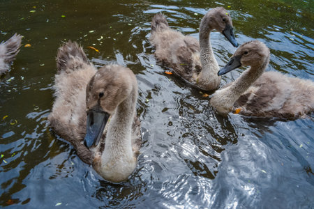 Swan on a pond in a parkの写真素材