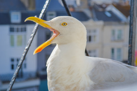 A close-up photo of a seagullの写真素材