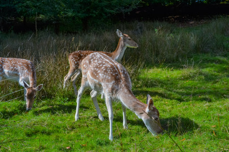UK, Sevenoaks, 29.09.2024: Deer in natural environmentの写真素材