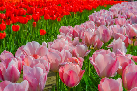 Pink tulips on the farmの写真素材