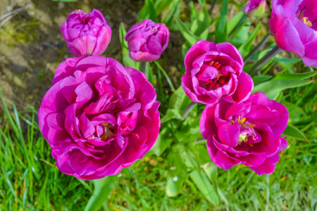 Pink tulips on the farmの写真素材