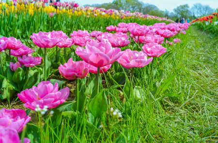 Tulips in a sunny field in springtime (color toned image)の写真素材