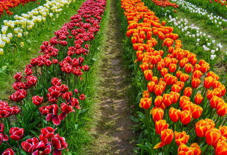 Delicate but bright orange tulips on a tulip fieldの写真素材