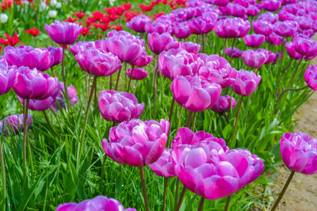 Colorful tulip flowers blooming in the garden, stock photoの写真素材