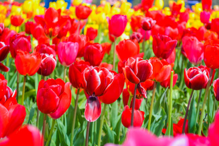 Red tulips on the farmの写真素材