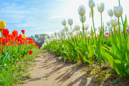 Delicate white tulips on a tulip fieldの写真素材